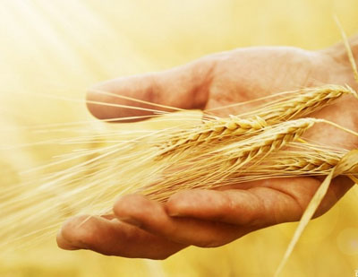 农业部督导小麦病虫防控 “虫口夺粮”保丰